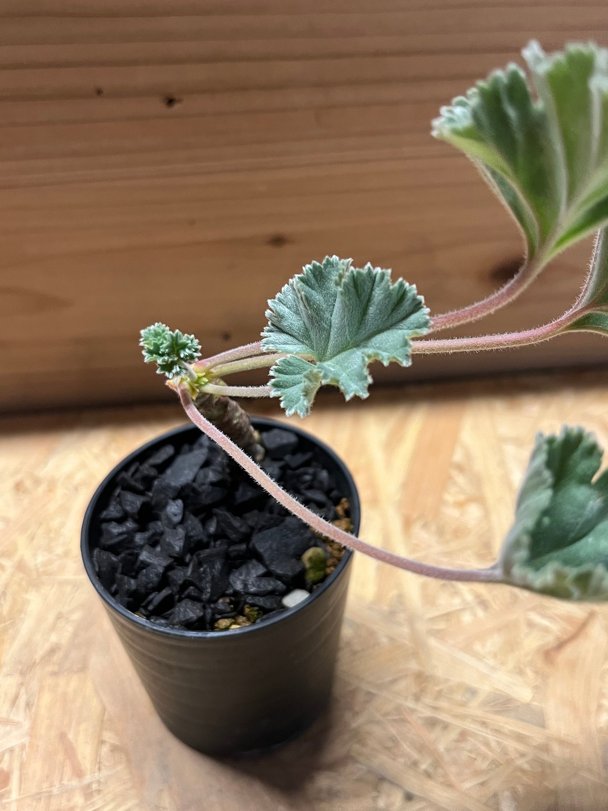 ペラルゴニウム ミラビレ 実生 | GREEN LUCK