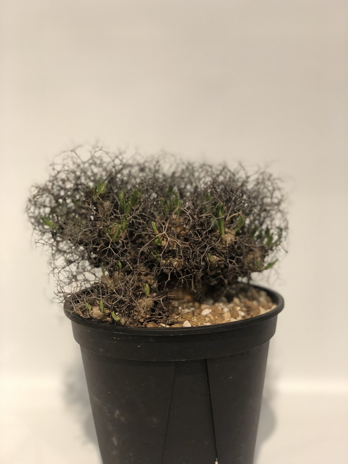 チレコドン レティキュラーツス 万物想 | GREEN LUCK