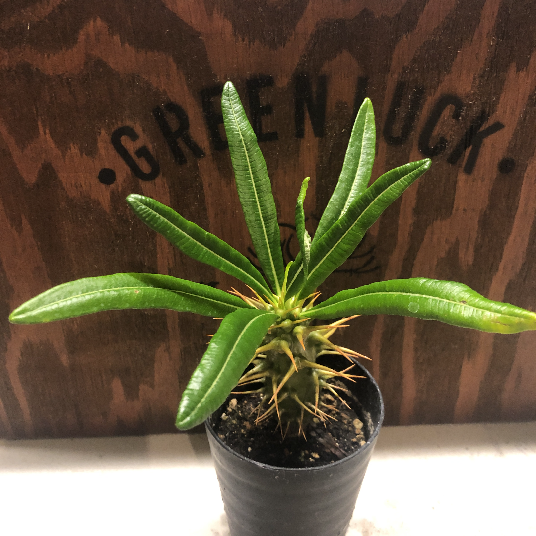 パキポディウム アンボンゲンセ 実生 | GREEN LUCK