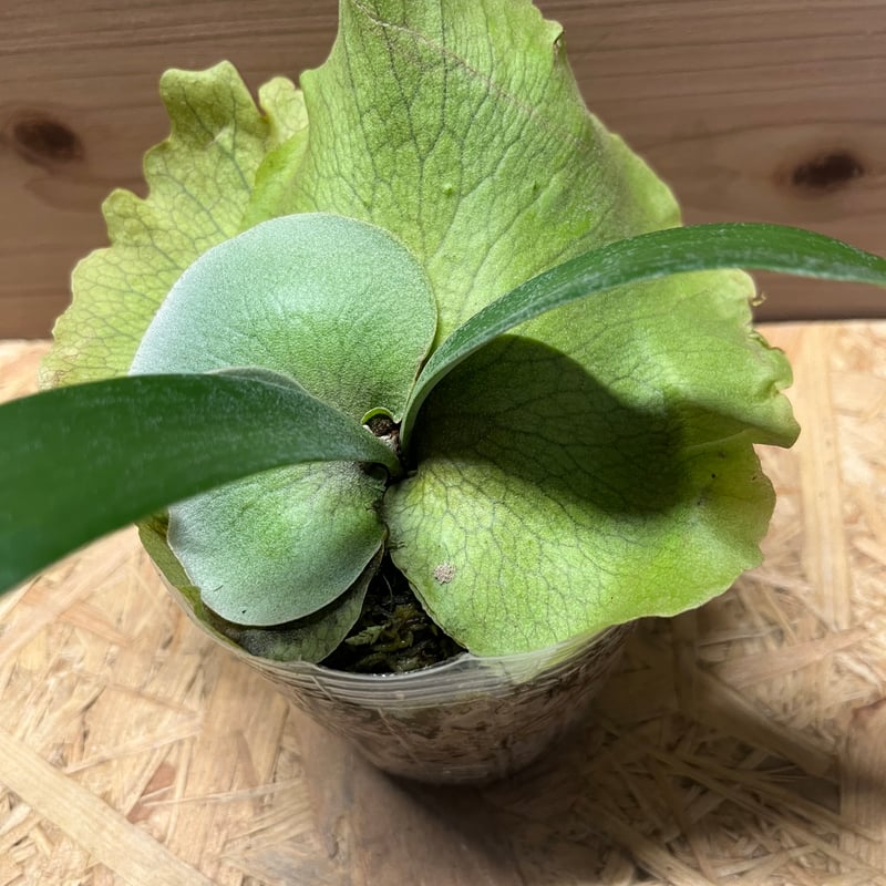 ビカクシダ スノーホワイト | GREEN LUCK