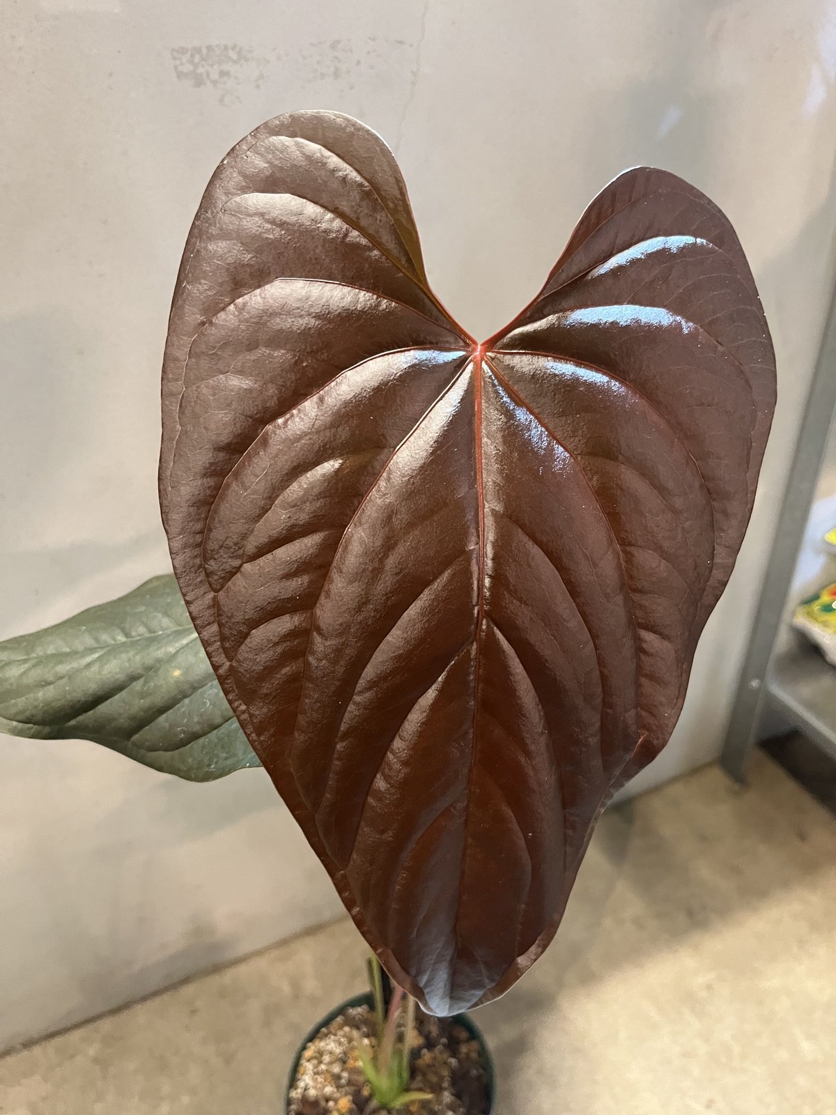 アンスリウム ロムズレッド 大株 葉数多め 株分け可能 15cmロングポット アンスリウム ロムズレッド 大株 葉数多め 株分け可能 15cmロング