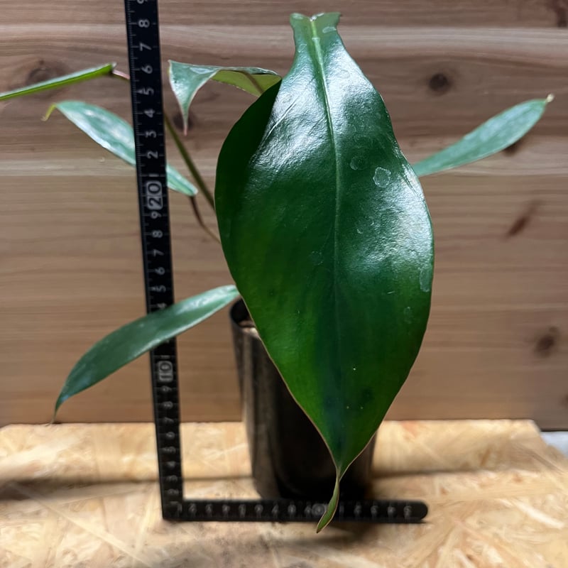 フィロデンドロン ジョーピー | GREEN LUCK