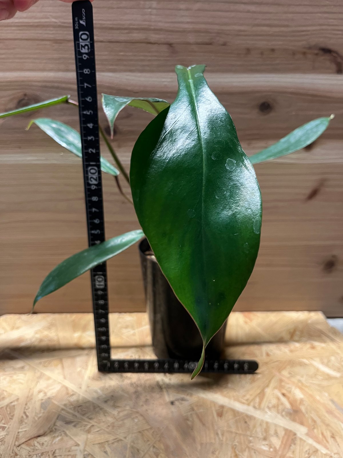 【10/22まで限定SALE】ジョーピー　斑入り　フィロデンドロン 🦍 -TGK-r50404- 🦍 /Philodendron joepii variegated