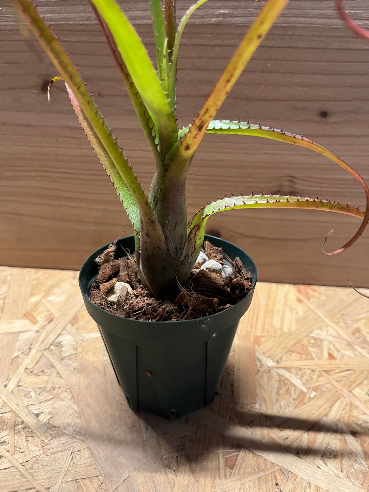 ネオレゲリア sp. | GREEN LUCK