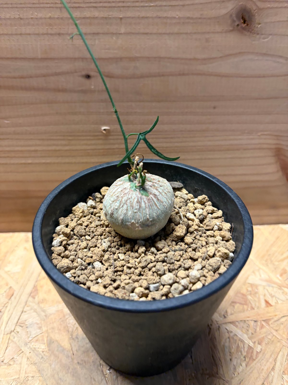 アデニア キルキー 鉢ごと発送 アデニア キルキー | GREEN LUCK