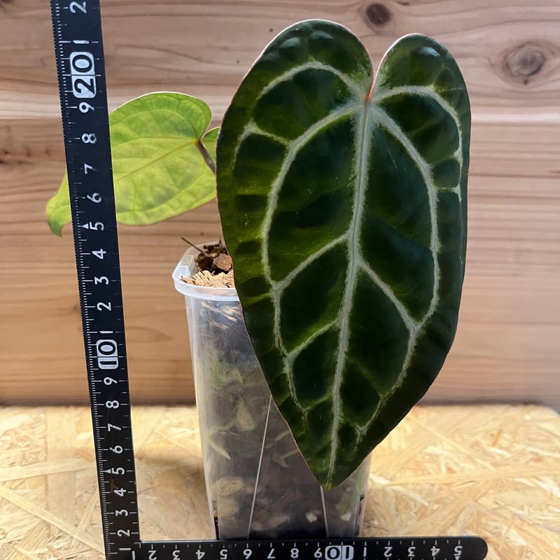 アンスリウム　エンジェルズドリーム×カーラ アンスリウム エンジェルズドリーム×カーラブラッキー | GREEN LUCK