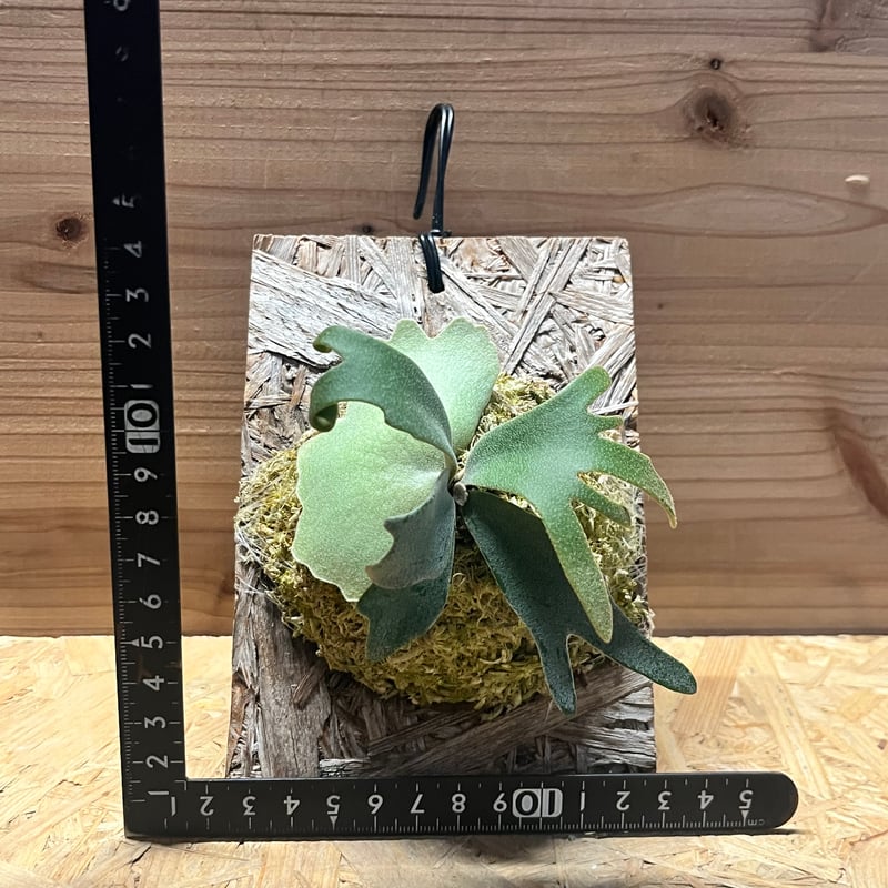 ビカクシダ ウィリンキー 'イエロームーンドワーフ スポア' | GREEN LUCK