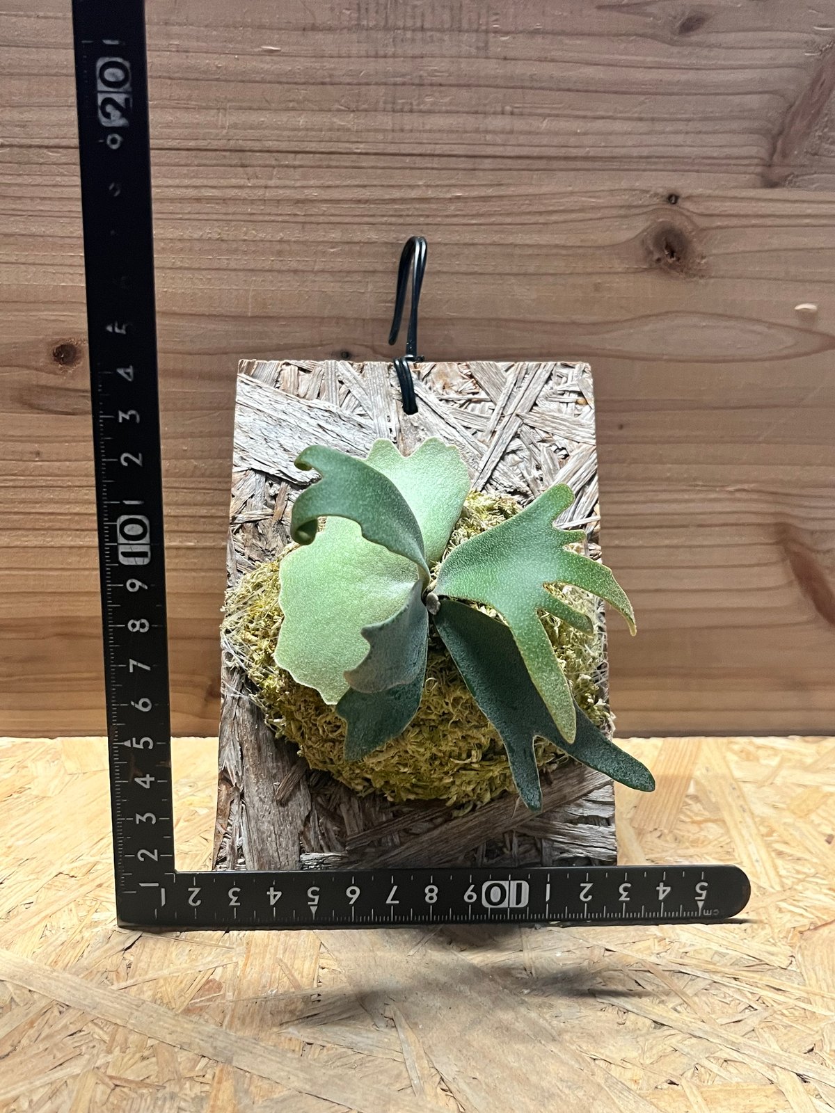 ビカクシダ ウィリンキー 'イエロームーンドワーフ スポア' | GREEN LUCK