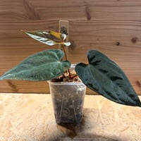 アンスリウム 'ダークフェニックス' 斑入り | GREEN LUCK