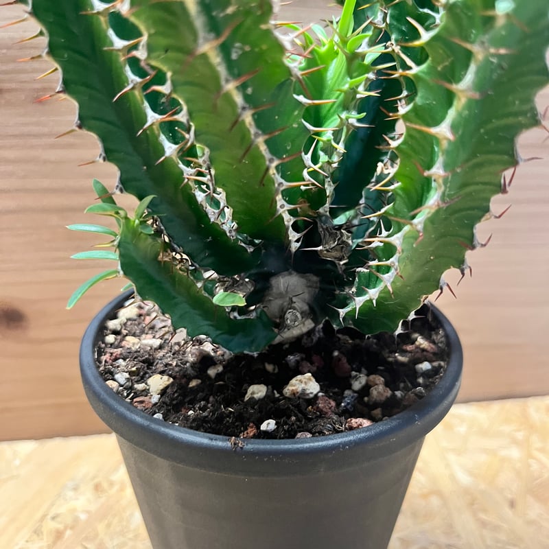 ユーフォルビア　ムランジーナ　実生　大株 ユーフォルビア ムランジーナ 実生 入荷しました！ かなり価格も