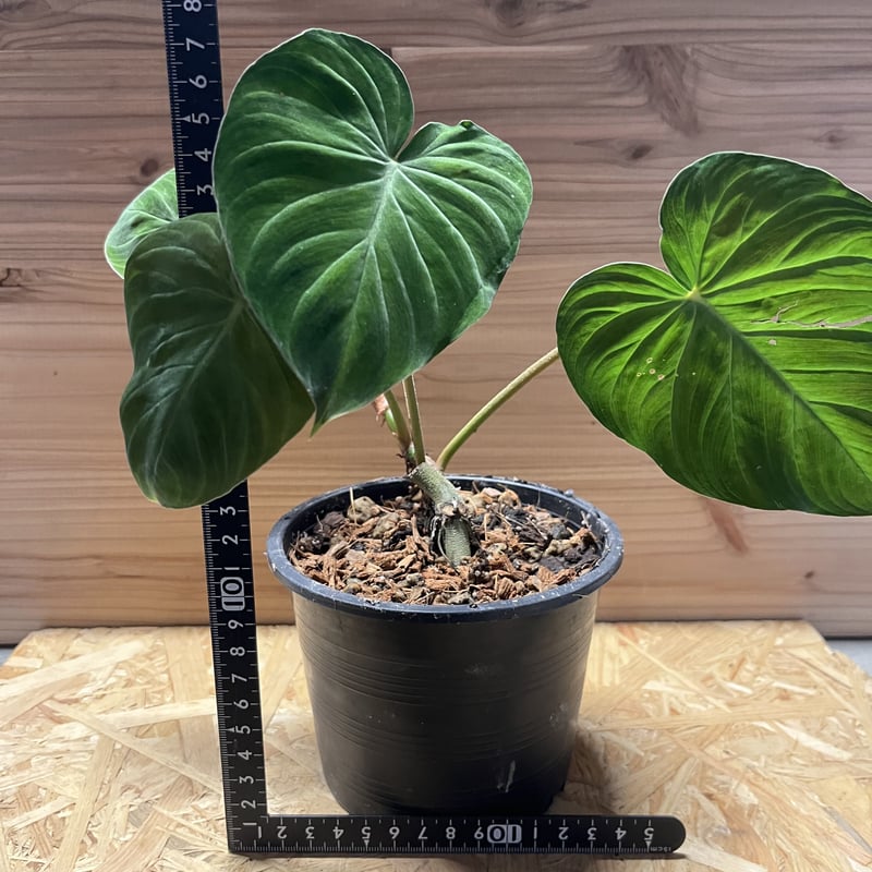 フィロデンドロン　ベルコーサム　6号 フィロデンドロン ベルコーサム | GREEN LUCK