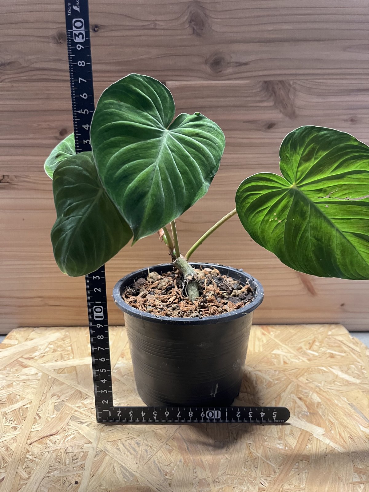 フィロデンドロン ベルコーサム コスタリカ | GREEN LUCK