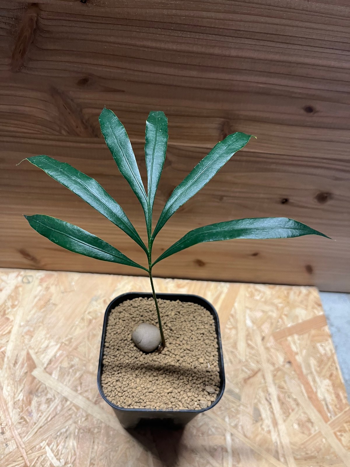 サイカス デバオエンシス | GREEN LUCK