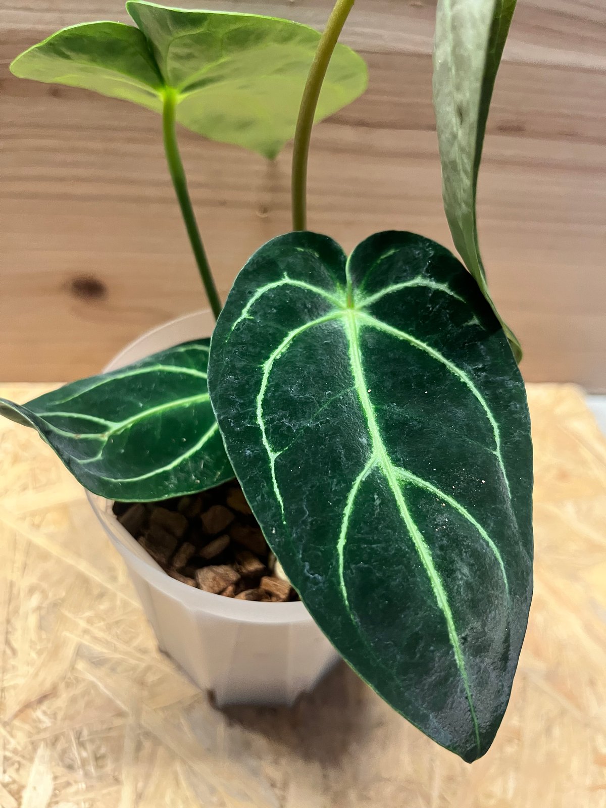 アンスリウム レガレ ダークフォーム | GREEN LUCK