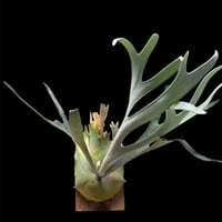 アンスリウム クエレマレンセ | GREEN LUCK