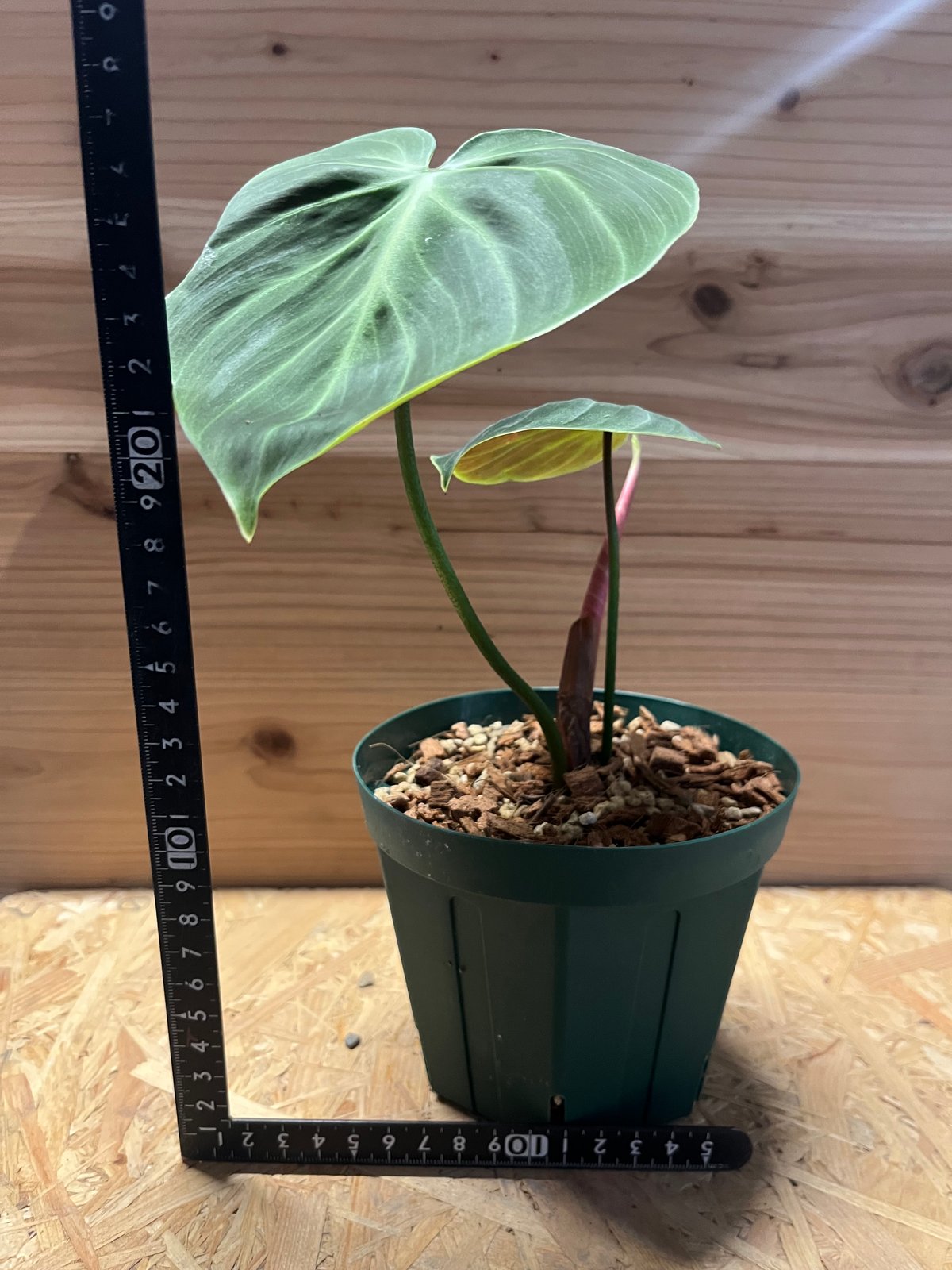 超希少❗️フィロデンドロン　リカルドイ✨ フィロデンドロン ルクスリアンス チョコ | GREEN LUCK