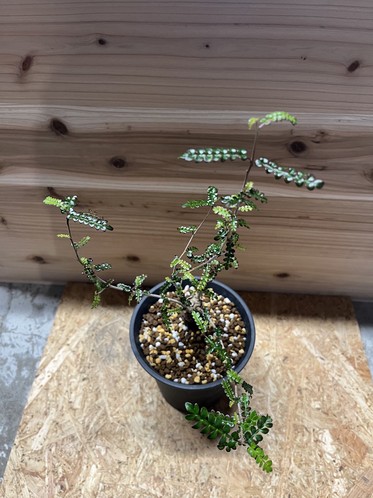 オペルクリカリア デカリー | GREEN LUCK