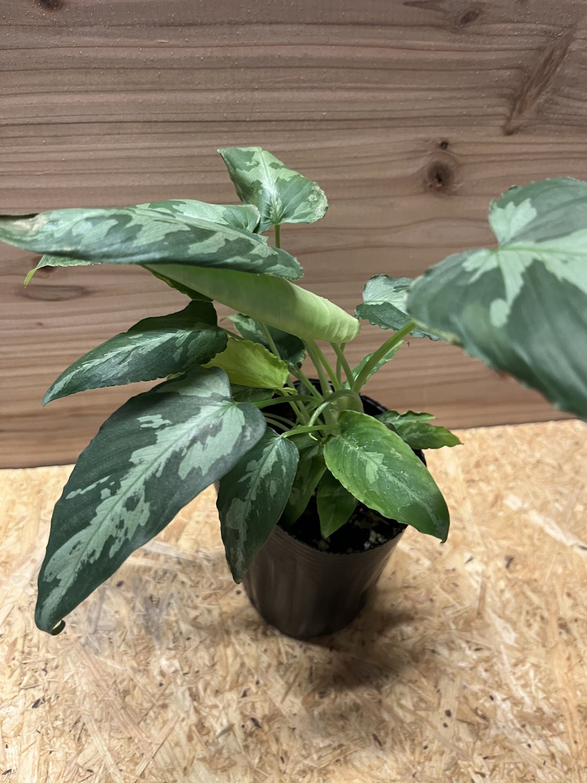 現品］【珍しい】21番 スキスマトグロッティス スコルテクニー 7号