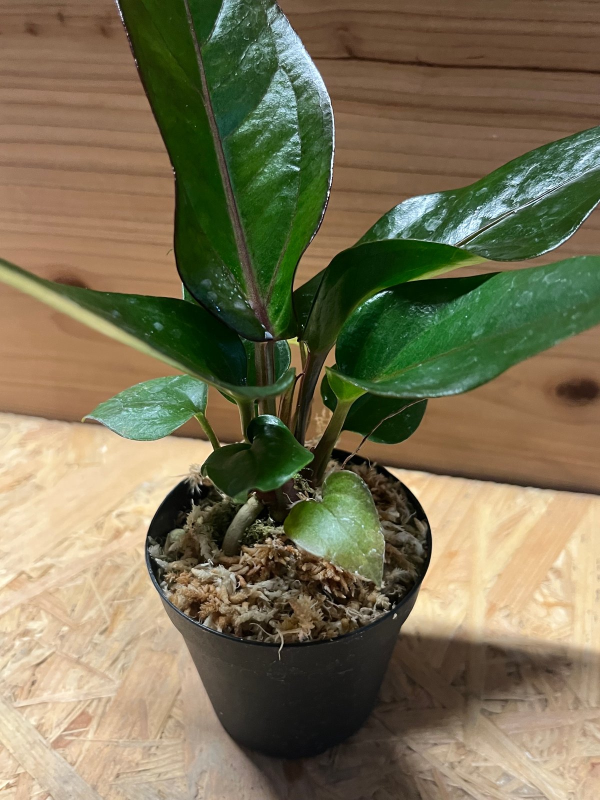 アンスリウム フーケリー 'ブラックドラゴン' | GREEN LUCK