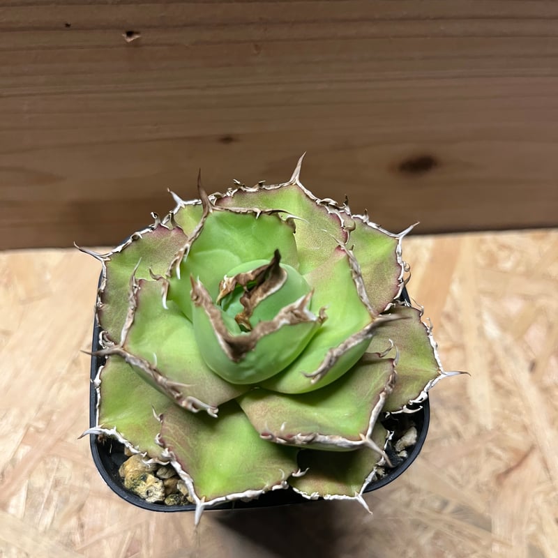 アガベ　チャム　chum イラン株 fit=scale-down,w=1200