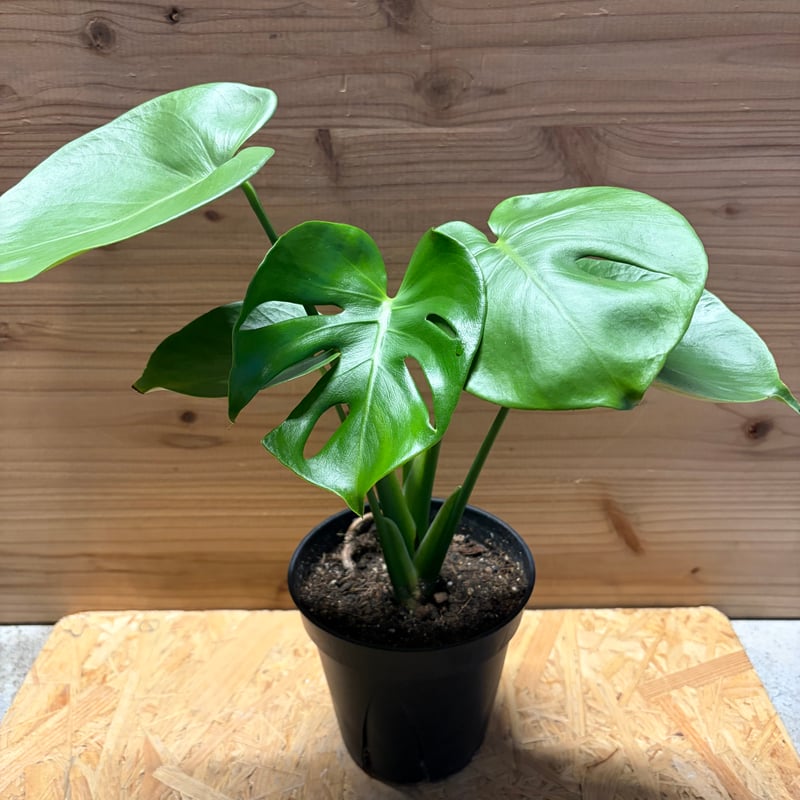 モンステラ デリシオーサ 実生変異 | GREEN LUCK