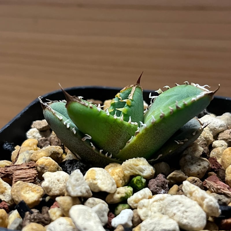 アガベ チタノタ 幻象 | GREEN LUCK