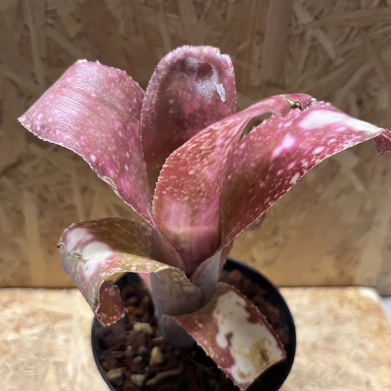 ビルベルギア ピンクシャンパン | GREEN LUCK