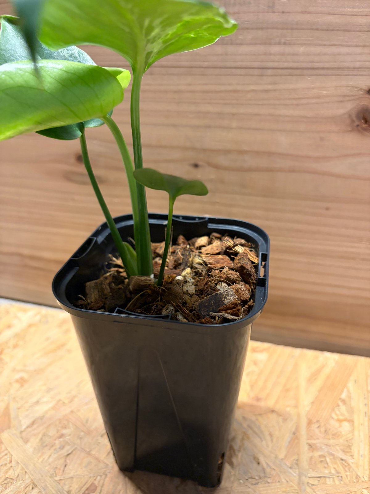 モンステラ デリシオーサ 'バルバソー' | GREEN LUCK