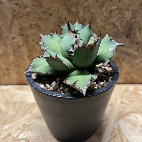 アガベ　チタノタ　ナンバー1