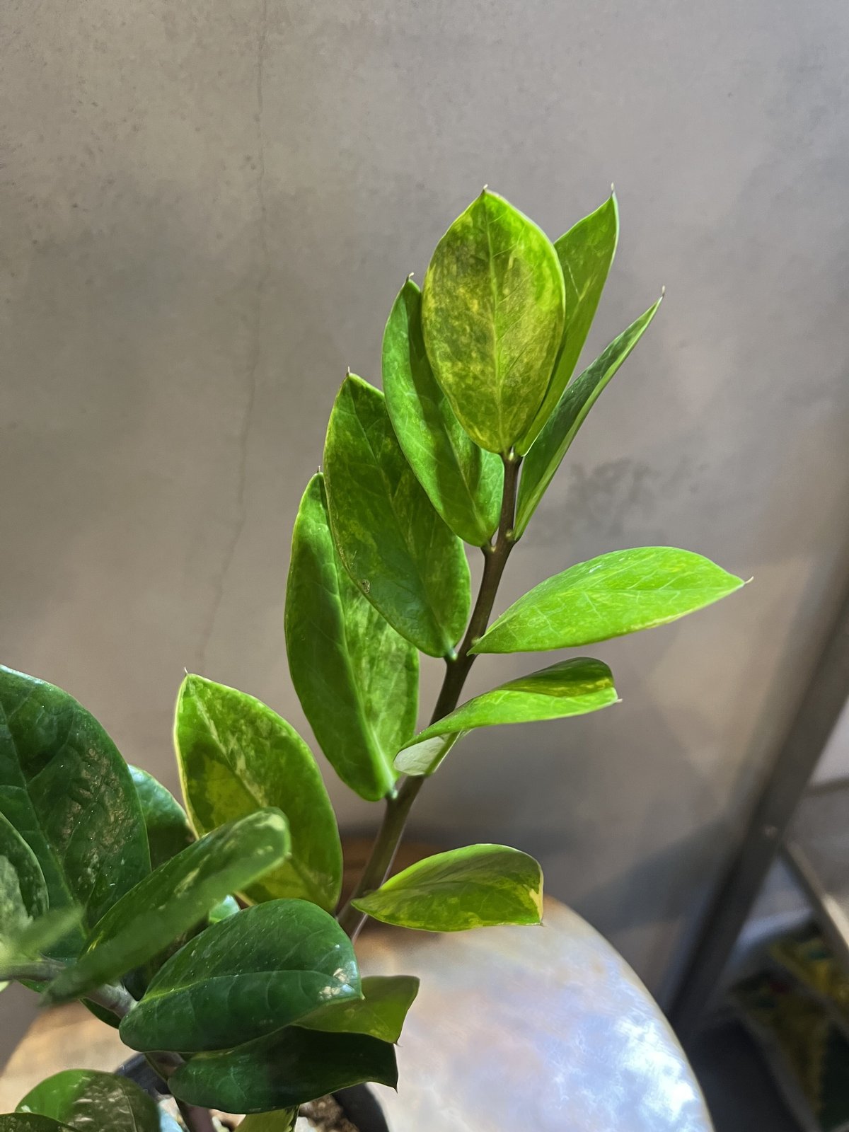 ザミオクルカス 斑入り 専用出品 | GREEN LUCK