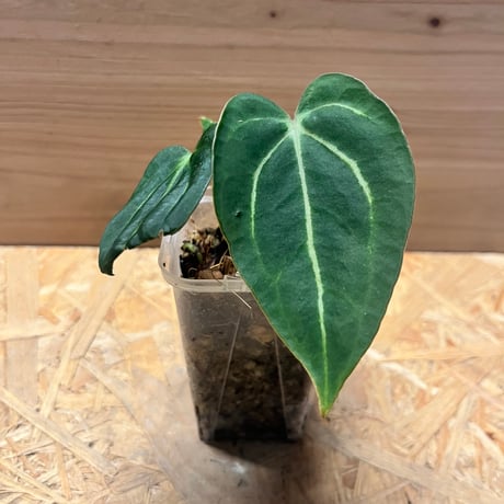アンスリウム カーラブラッキー × エース オブ スペード Anthurium Carlablackiae × A. Ace of Spade / アンスリウム