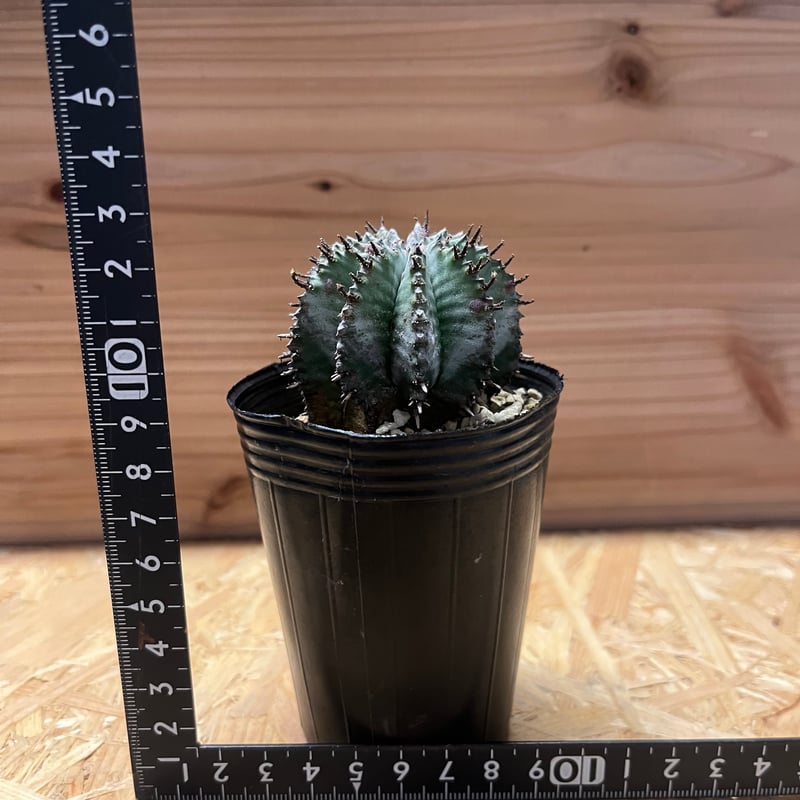 ユーフォルビア ホリダ | GREEN LUCK