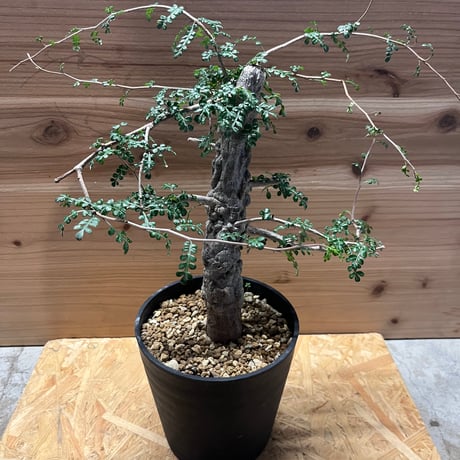 オペルクリカリアデカリー | STORES 