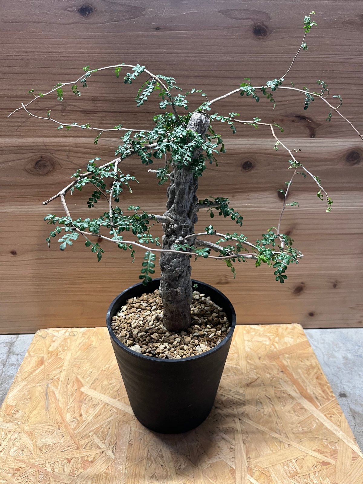 オペルクリカリア　デカリー オペルクリカリア デカリー | STELLA.PLANTS