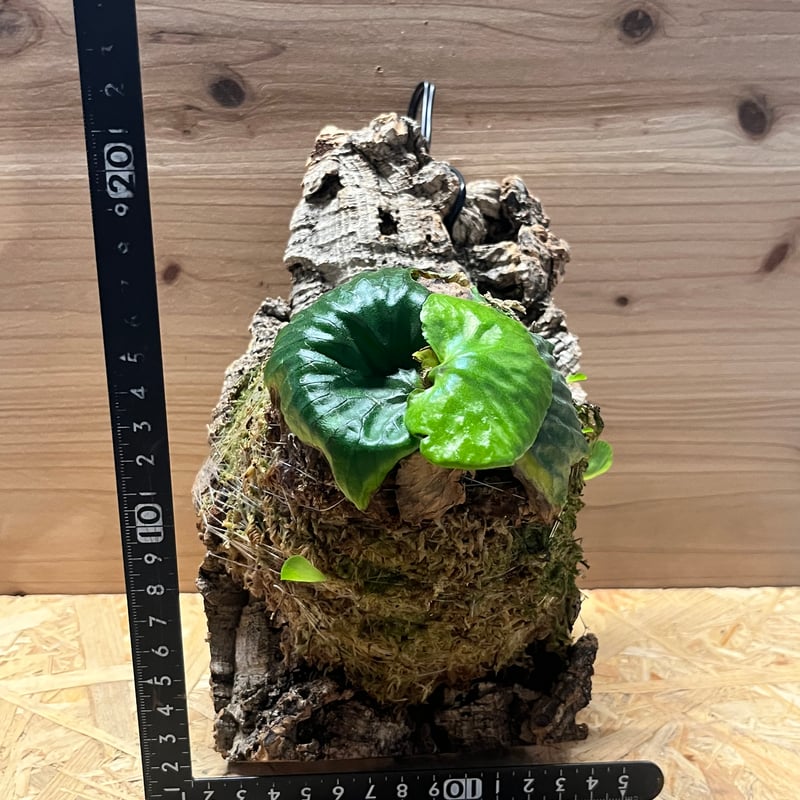 madagascariense(oc) 流木付　ビカクシダ ビカクシダ マダガスカリエンセ | GREEN LUCK