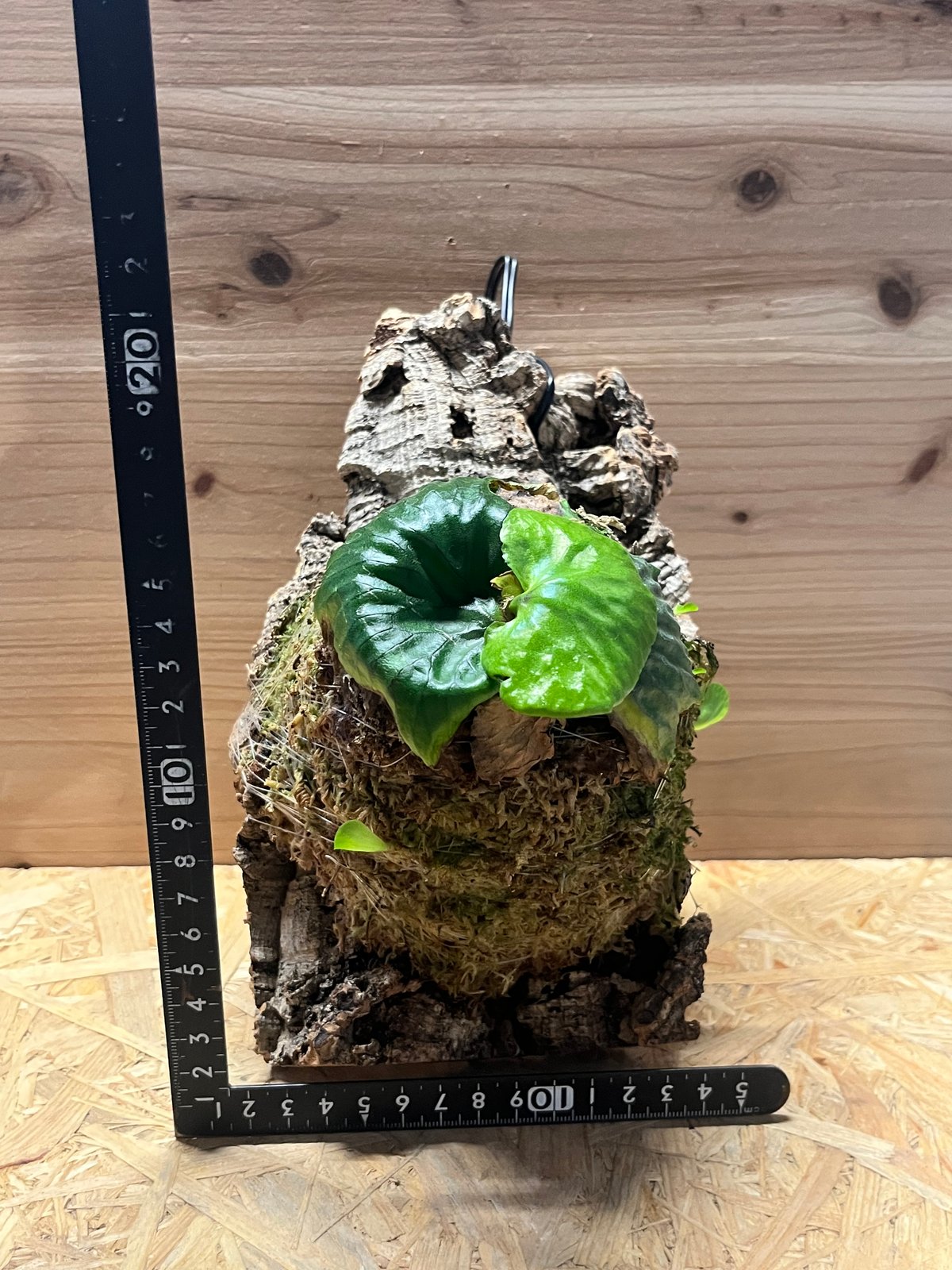 ビカクシダ マダガスカリエンセ | GREEN LUCK