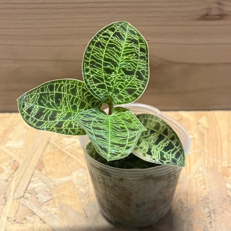 タイムセール‼️［ジュエルオーキッド］Macodes petola ジュエル