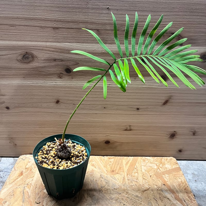 サイカス sp.タイシルバー | GREEN LUCK