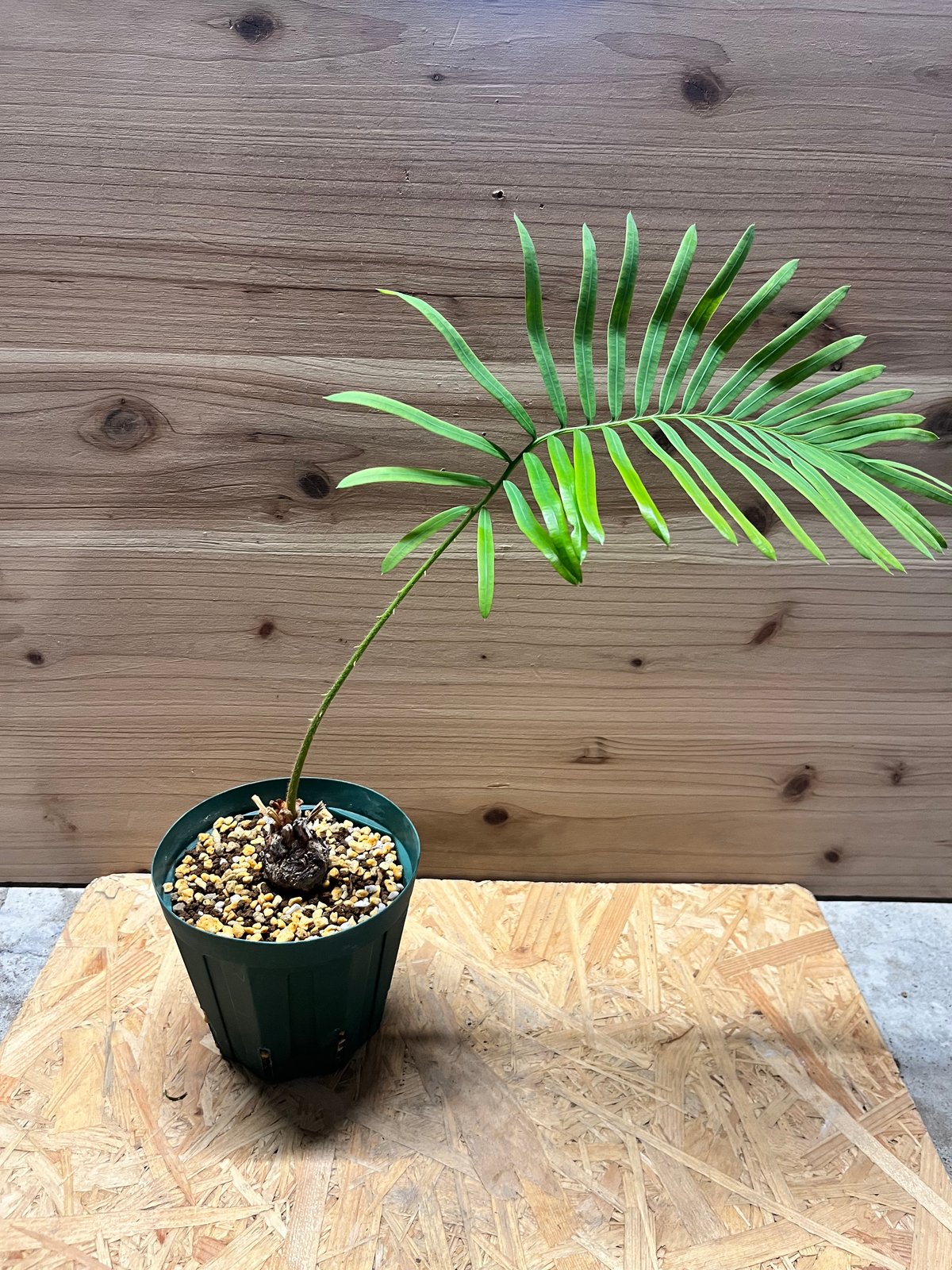 サイカス sp.タイシルバー | GREEN LUCK