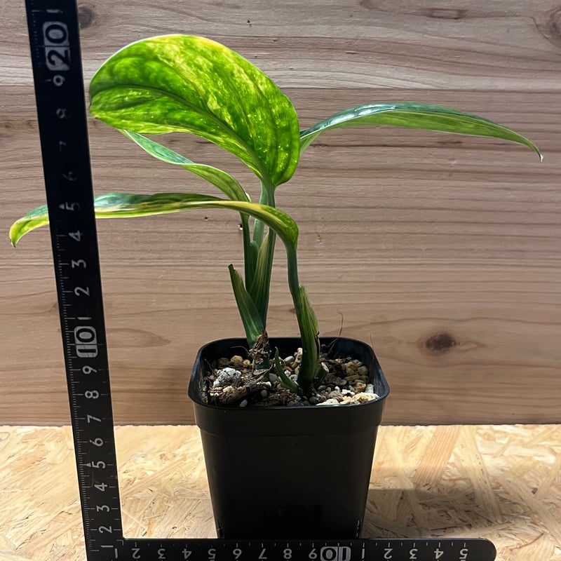 タワー仕立ての希少なモンステラ・ジェイドシャルトコック８号鉢 楽天市場】モンステラ ジェイドシャトルコック 5号鉢 【送料無料