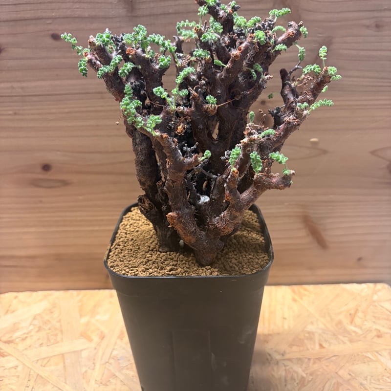 ペラルゴニウムアルテルナンス　塊根植物　コーデックス 大株 ペラルゴニウムアルテルナンス 塊根植物 コーデックス 大株