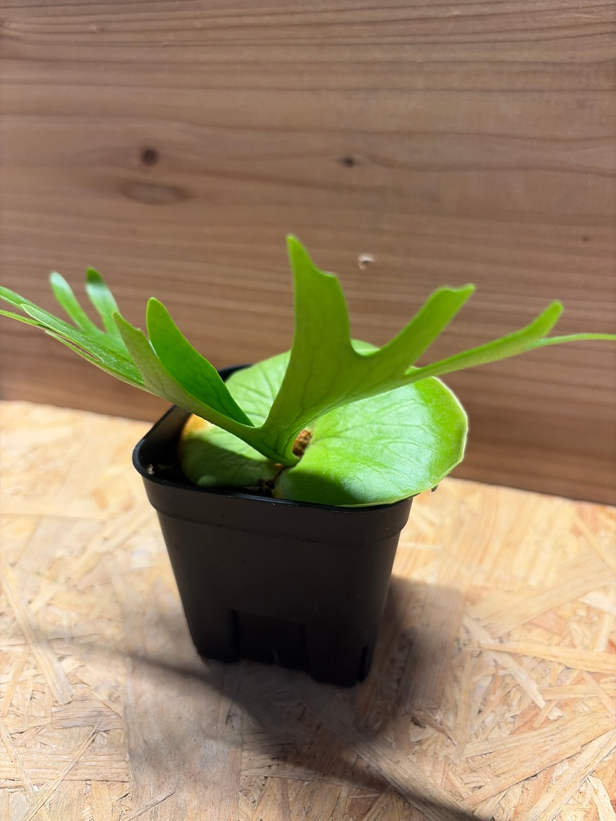 コロナリウム　ビカクシダ　植物 ビカクシダ コロナリウム | GREEN LUCK