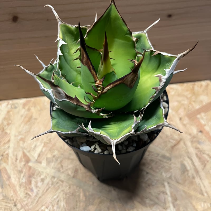 アガベ チタノタ オアハカ | GREEN LUCK