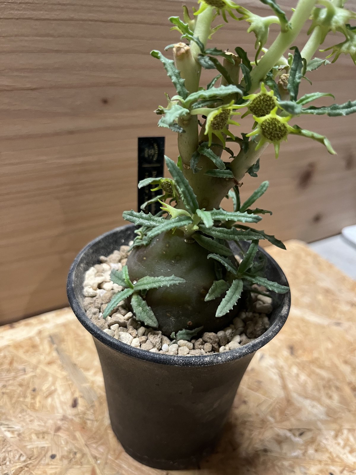 ドルステニア ヒルデブランドティーf.クリスプム | GREEN LUCK