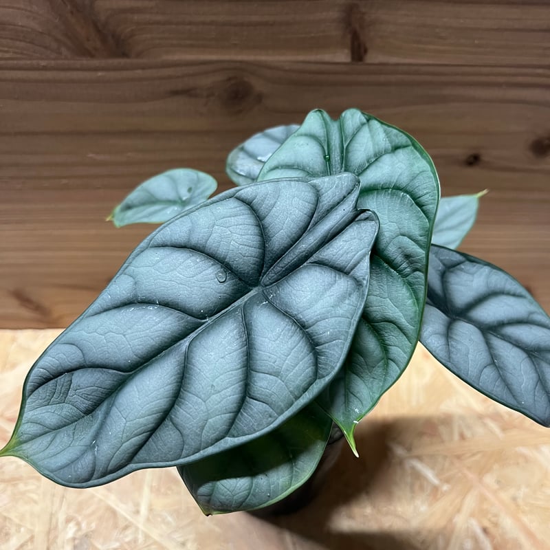 アロカシア シルバードラゴン | GREEN LUCK