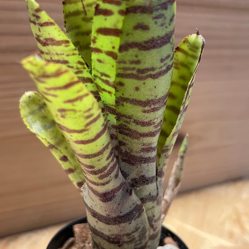 ネオレゲリア ドミノ リサのタグ付き 【公式通販】