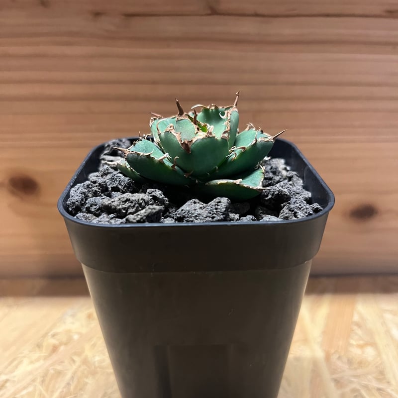 アガベ チタノタ チャム | GREEN LUCK