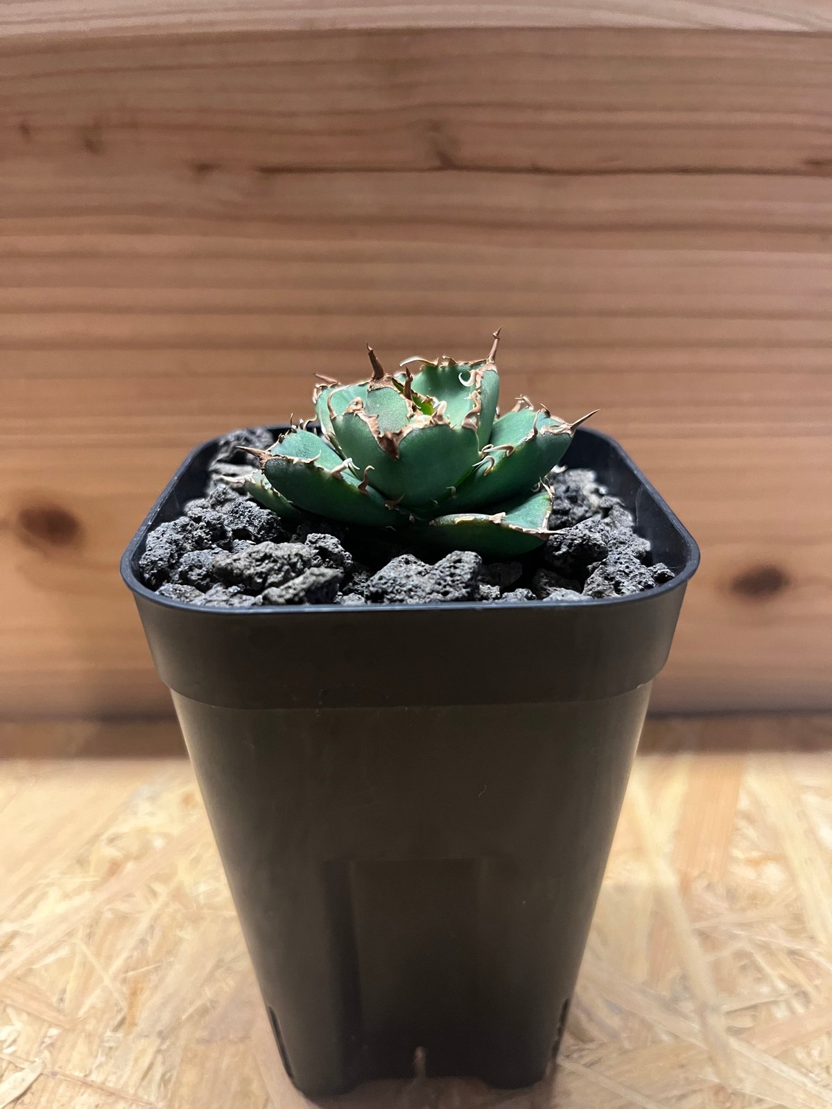 アガベ チタノタ チャム | GREEN LUCK