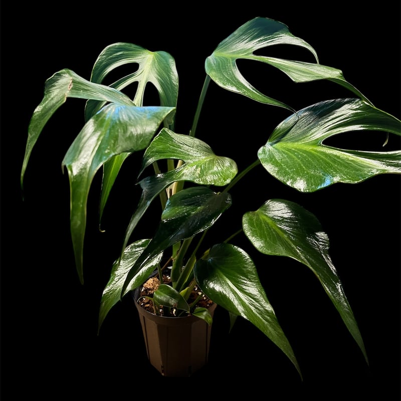 モンステラ バールマルクスフレーム | GREEN LUCK