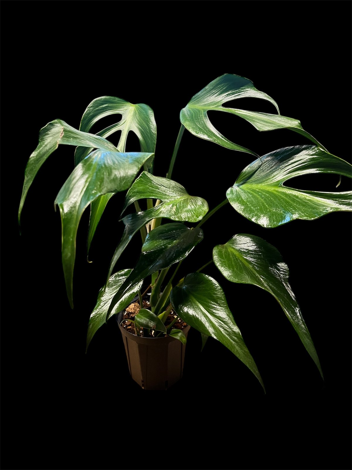 モンステラ バールマルクスフレーム | GREEN LUCK